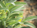 Broadleaf Sage Seeds - 30 Culinary Herb Seeds, Aromatic Perennial, Salvia officinalis, Cooking & Ornamental