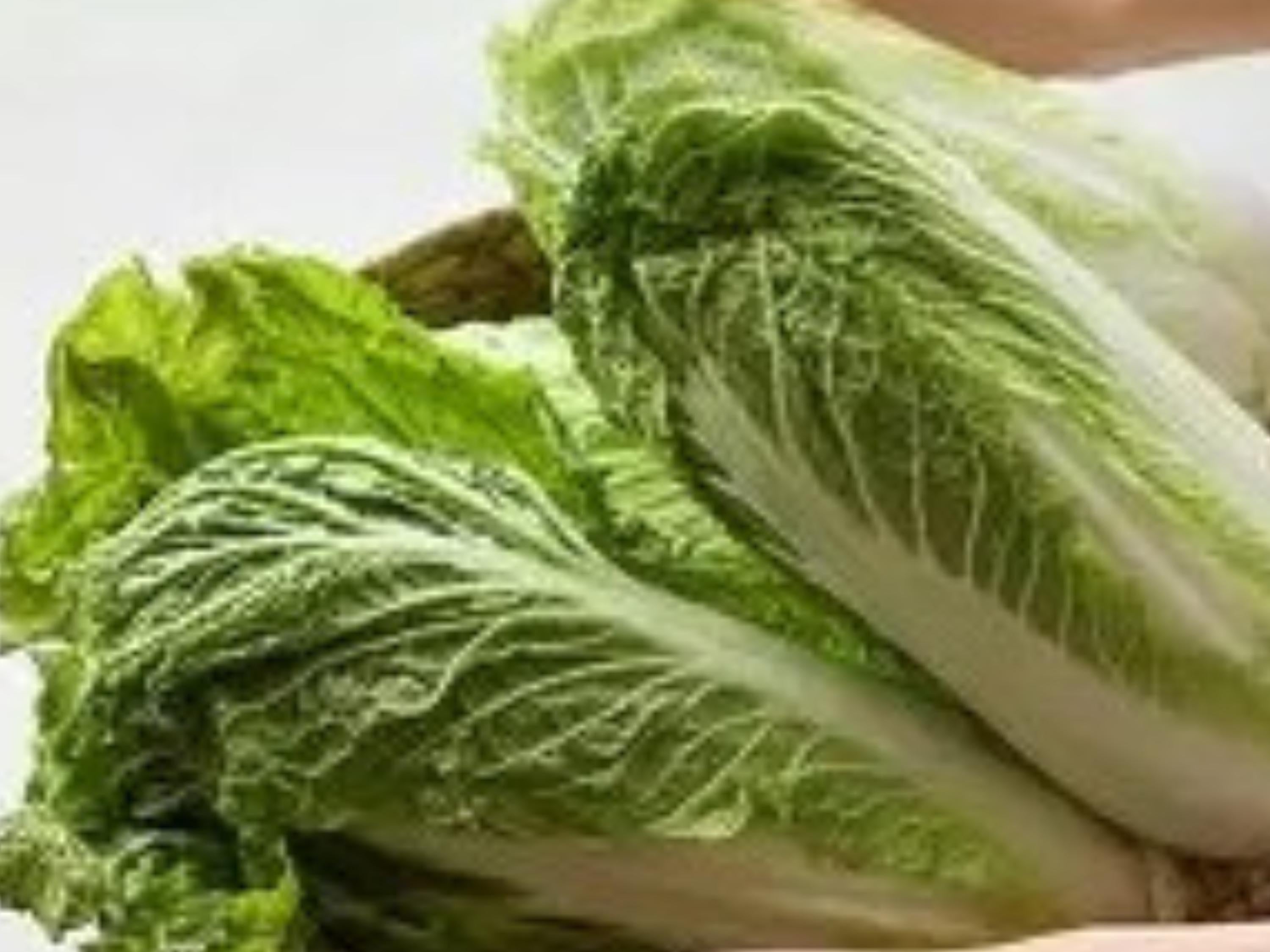 Chinese Cabbage Seeds | Michihli Heading Napa Type | Asian Vegetable, Fermenting, Crisp White Ribs