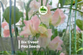 50+ Bix Sweet Pea Seeds, Climbing Flowering Vine, Fragrant Lathyrus odoratus, Mixed Colors, Garden, Trellis, Arch