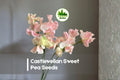 Castlewellan Sweet Pea Seeds – Climbing Vine, Fragrant Pastel Blooms, Lathyrus odoratus, Garden, Trellis, Arch, Fence, Vertical Garden