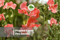 Sweet Pea Seeds, Phoebe Variety, Pink Fragrant Climbing Vine, Lathyrus odoratus, Garden Flower Seeds