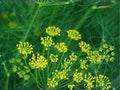 Bouquet Dill Seeds – Open-Pollinated Herb Seeds for Pickling, Cooking & Fresh Use, 500 Seeds, Dill (Anethum graveolens)