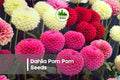 100 Dahlia Pom Pom Seeds - Mixed Color, Decorative Ball-Shaped Blooms, Dahlia Hybrid Flower Seeds