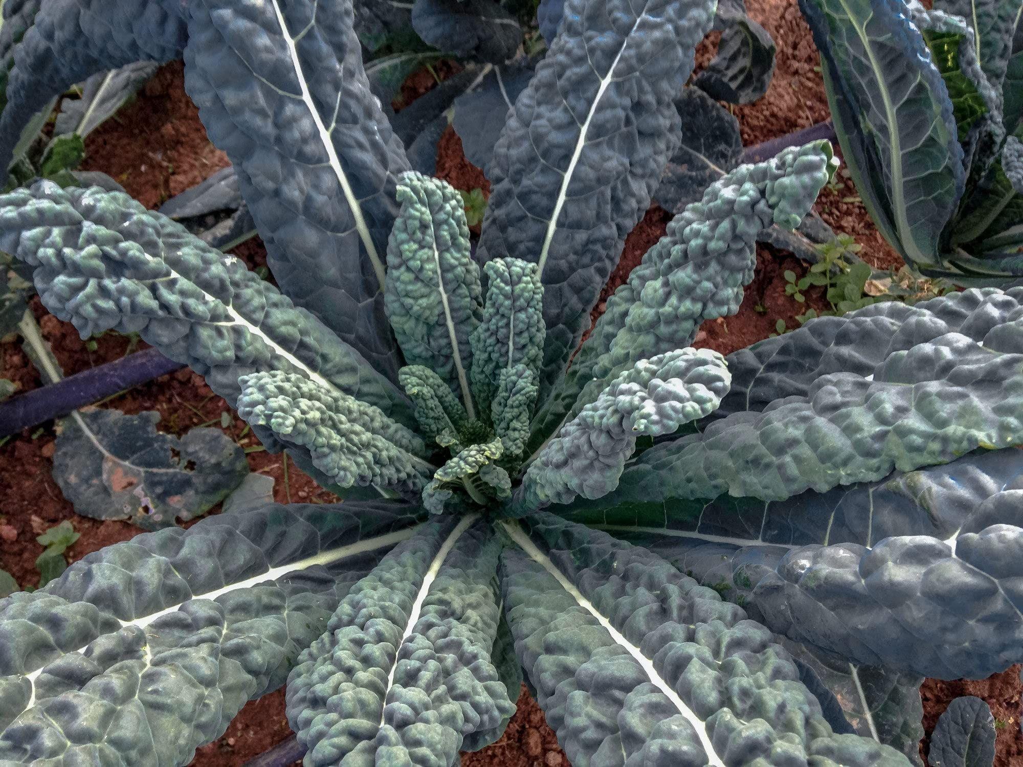 Lacinato Kale Seeds – 500 Heirloom Black Tuscan Dinosaur Kale Cavolo Nero Vegetable Seeds