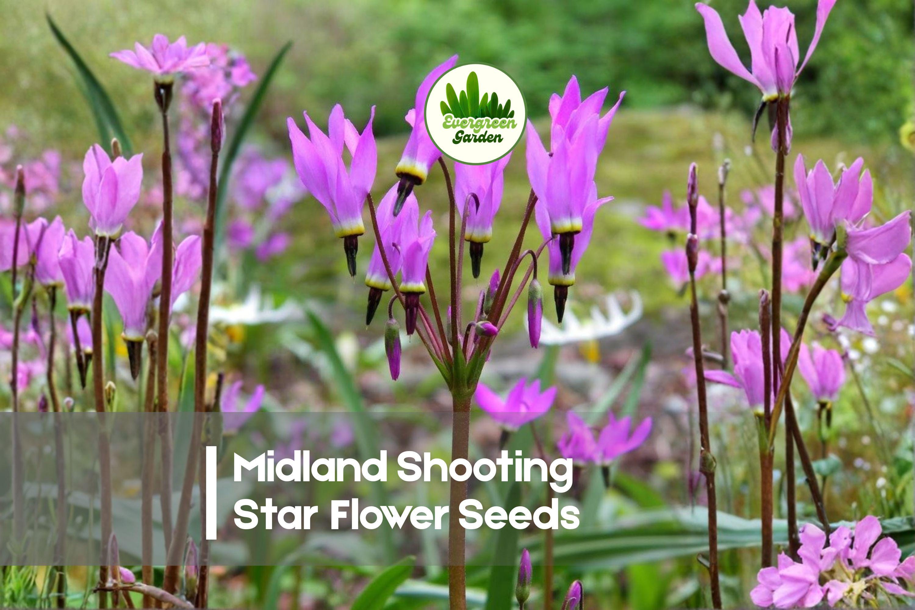 50 Midland Shooting Star Flower Seeds - Native Wildflower Dodecatheon meadia for Woodland Gardens & Pollinator Attracting