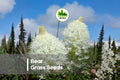 50 Bear Grass Seeds - Native Perennial Xerophyllum tenax with Grass-Like Foliage & Tall Flowering Stalks for Landscaping