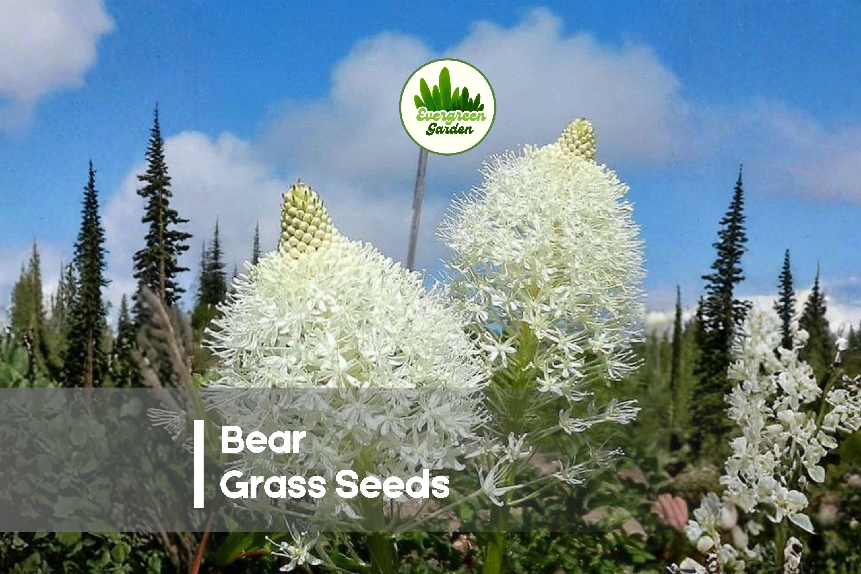 50 Bear Grass Seeds - Native Perennial Xerophyllum tenax with Grass-Like Foliage & Tall Flowering Stalks for Landscaping