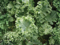 Dwarf Siberian Kale Seeds – 500 Heirloom Cold Hardy Greens, Blue-Green Leaves, Compact Growth, Frost Tolerant Vegetables