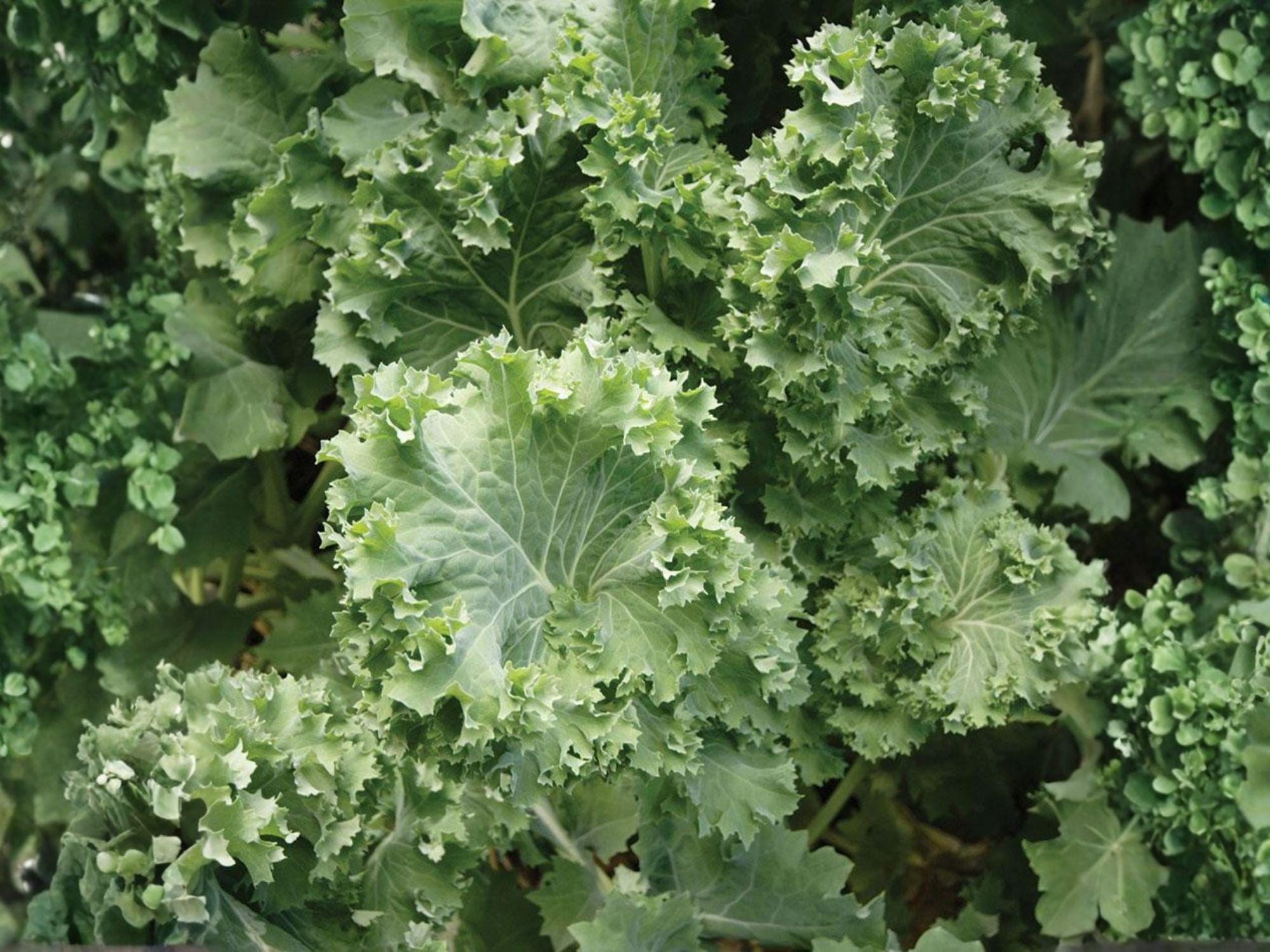 Dwarf Siberian Kale Seeds – 500 Heirloom Cold Hardy Greens, Blue-Green Leaves, Compact Growth, Frost Tolerant Vegetables