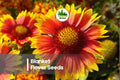 50 Blanket Flower Seeds Gaillardia pulchella Bright Multicolor Blooms for Gardens & Pollinator Gardens