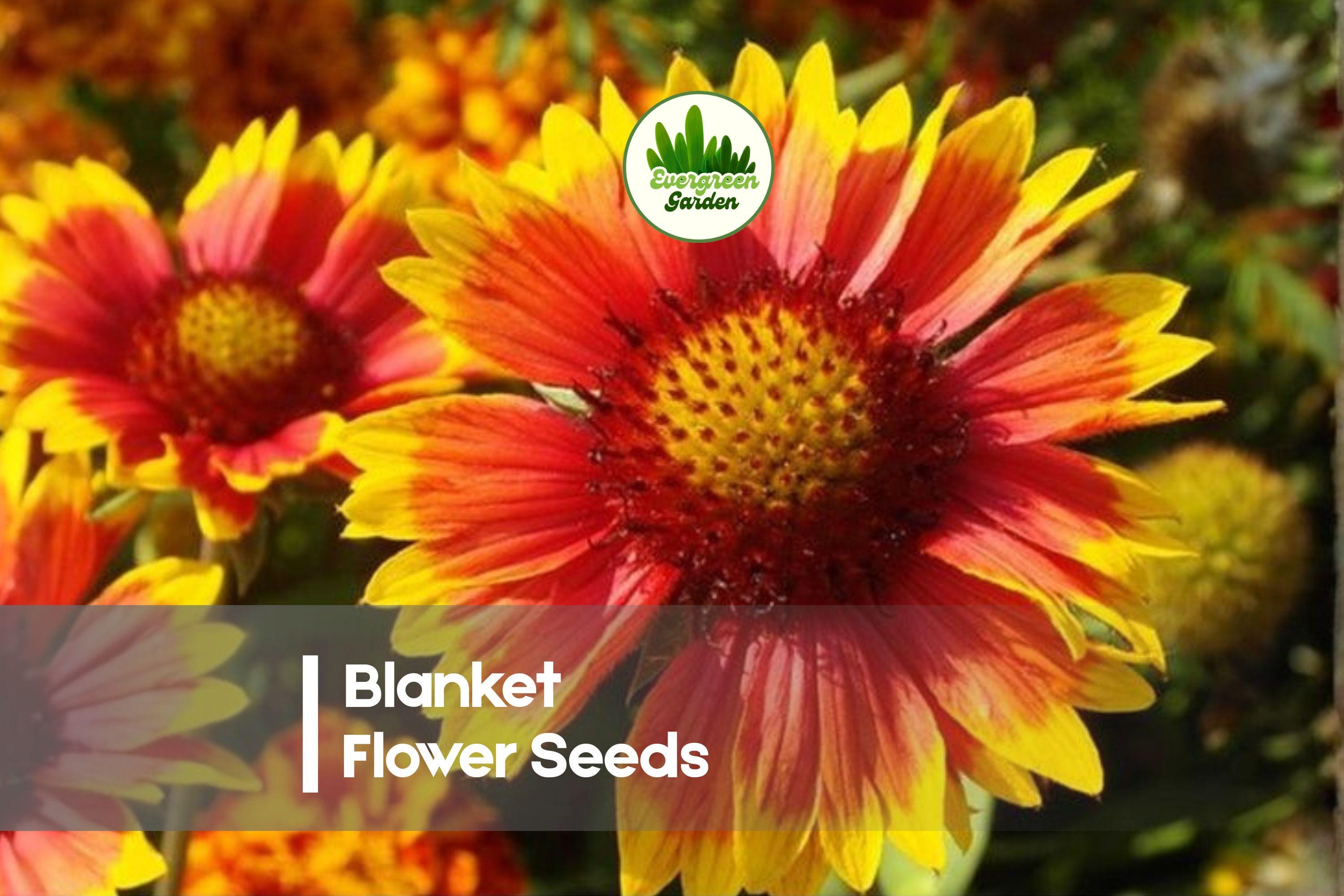 50 Blanket Flower Seeds Gaillardia pulchella Bright Multicolor Blooms for Gardens & Pollinator Gardens