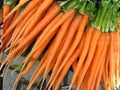 Heirloom Tendersweet Carrot Seeds – Long, Sweet, Juicing & Fresh Eating, 500 Seeds