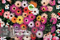 100 Ice Plant Mix Seeds - Drought Tolerant Ground Cover, Colorful Flowering Succulent, Delosperma / Mesembryanthemum