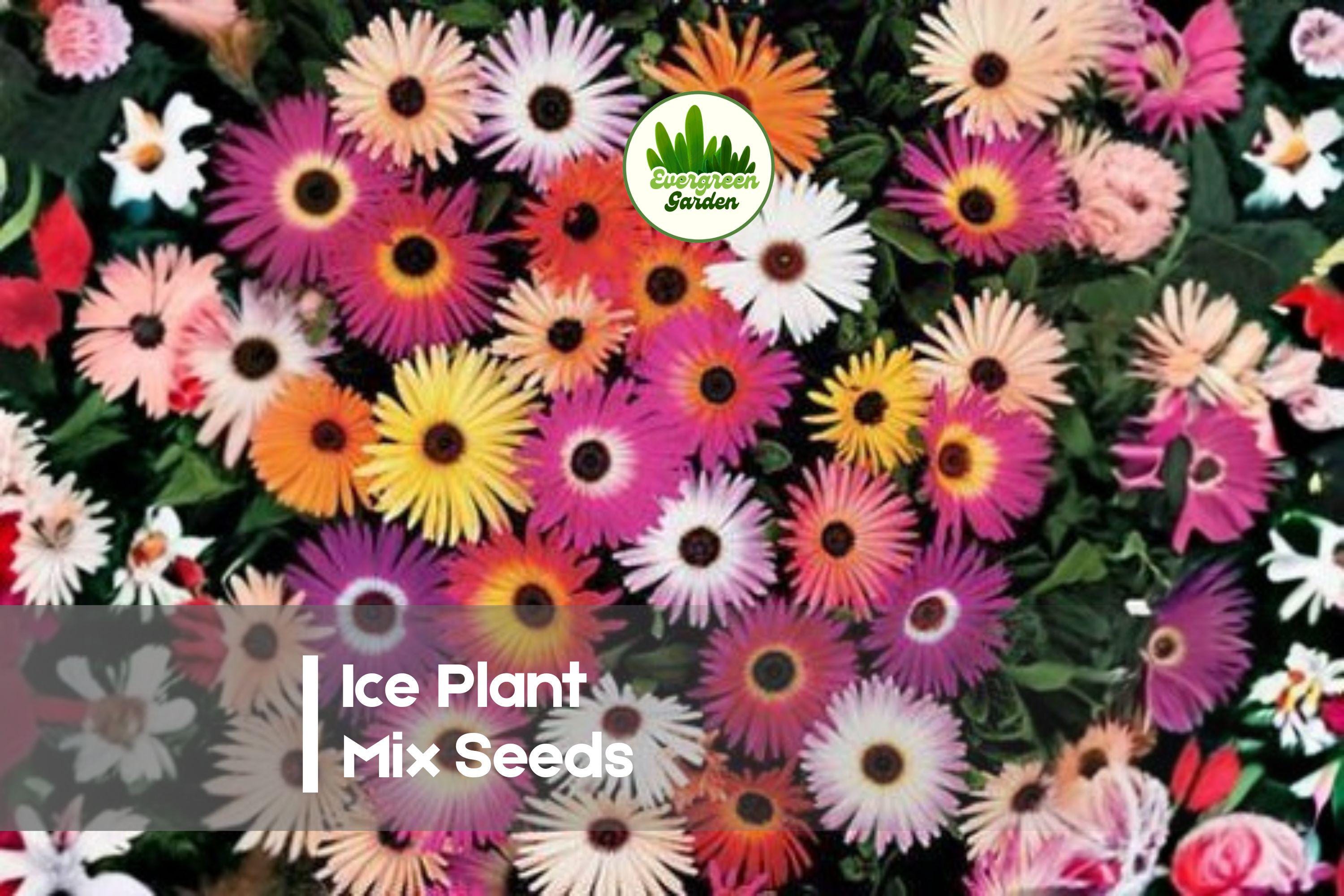 100 Ice Plant Mix Seeds - Drought Tolerant Ground Cover, Colorful Flowering Succulent, Delosperma / Mesembryanthemum