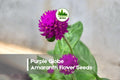 Purple Globe Amaranth Flower Seeds – Gomphrena globosa, Vibrant Purple, Dried & Fresh Arrangements, Heat Tolerant, Easy to Grow