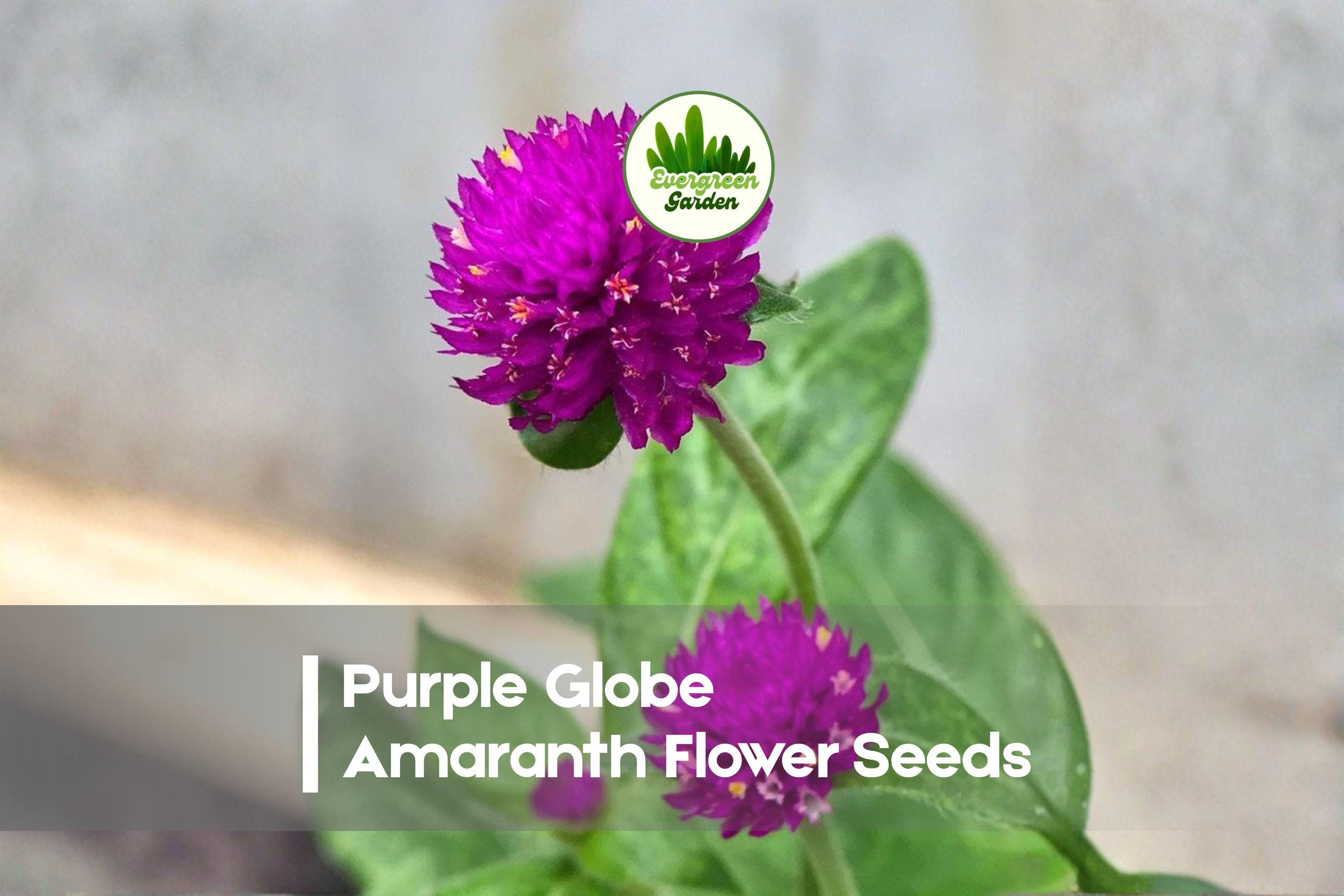 Purple Globe Amaranth Flower Seeds – Gomphrena globosa, Vibrant Purple, Dried & Fresh Arrangements, Heat Tolerant, Easy to Grow