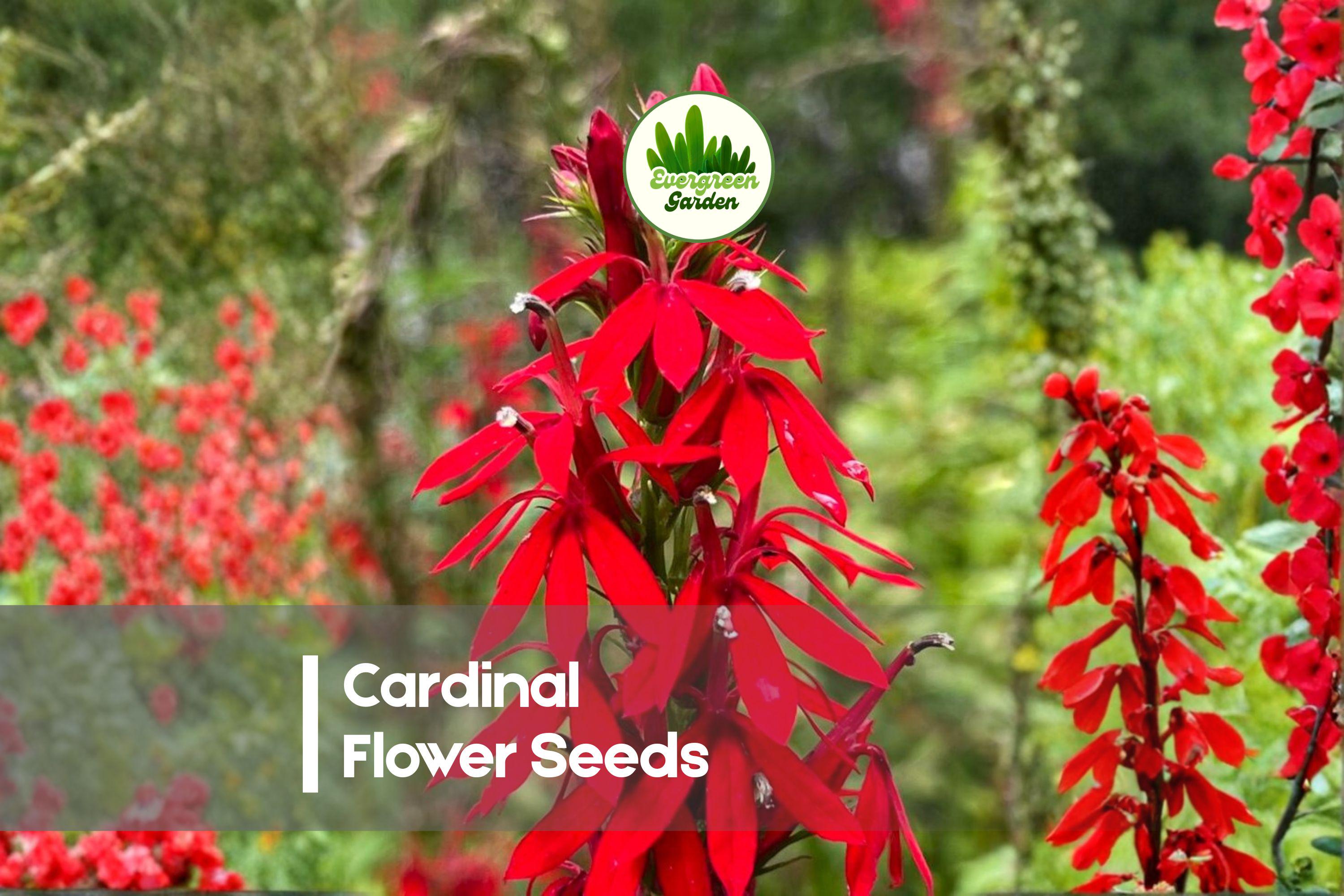 Cardinal Flower Seeds - Lobelia cardinalis - Bright Red Perennial Wildflower for Pollinator Gardens and Moist Soils
