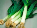 American Flag Leek Seeds – 100 Heirloom Vegetable Seeds, Long White Stalks, Cold Hardy Allium, Mild Onion Flavor