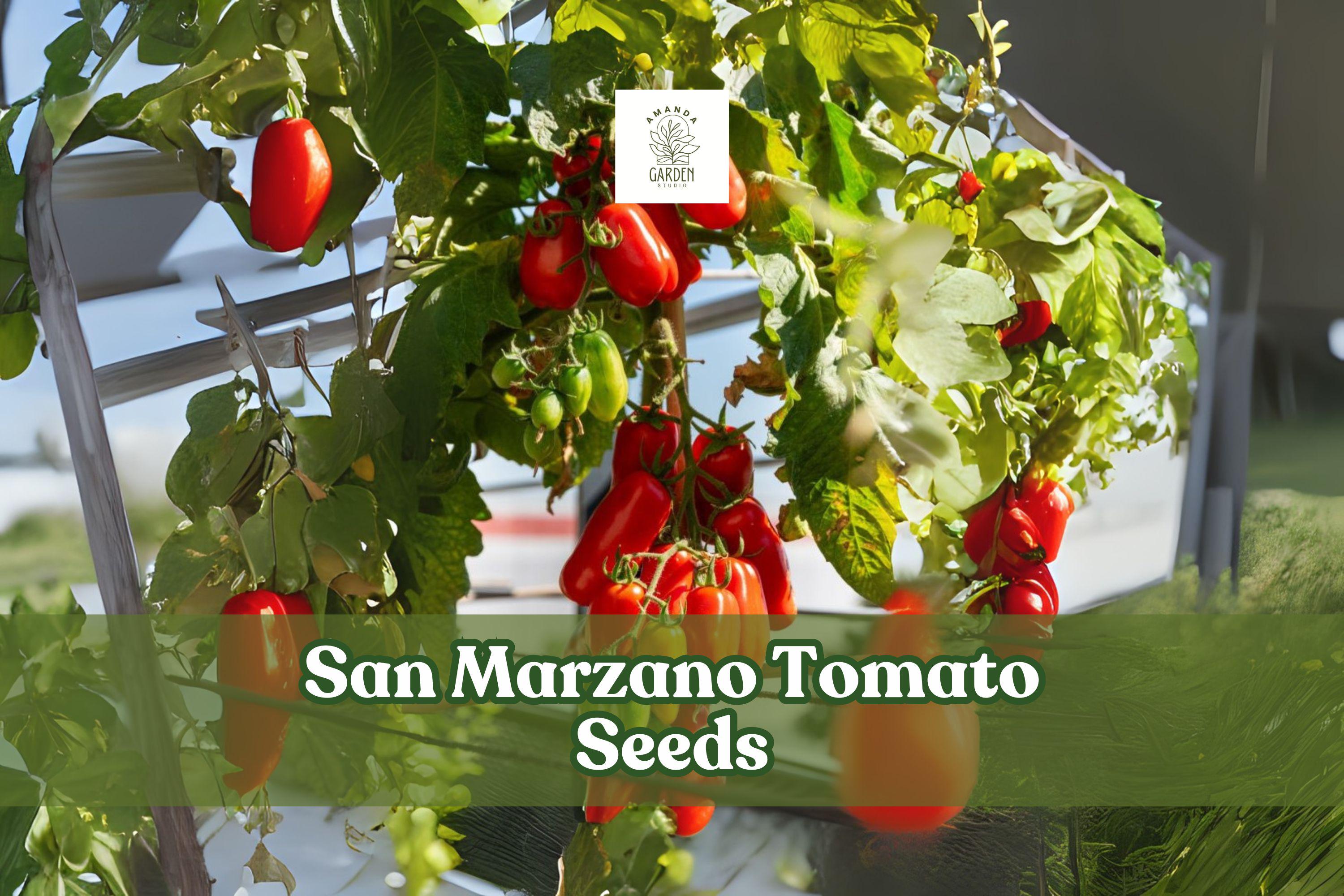 San Marzano Tomato Seeds 100+ | Paste Tomato Variety for Garden & Container | Solanum lycopersicum