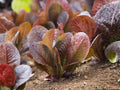 Rouge d’Hiver Lettuce Seeds – Red Romaine, Cold Hardy, Heirloom, French Variety, Salad Greens, 1000 Seeds