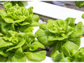 Buttercrunch Lettuce Seeds – 1000 Heirloom Butterhead Salad Greens for Home Gardens, Containers, and Raised Beds