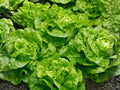 Tom Thumb Lettuce Seeds – Mini Butterhead, Heirloom Vegetable Seeds for Containers & Small Gardens