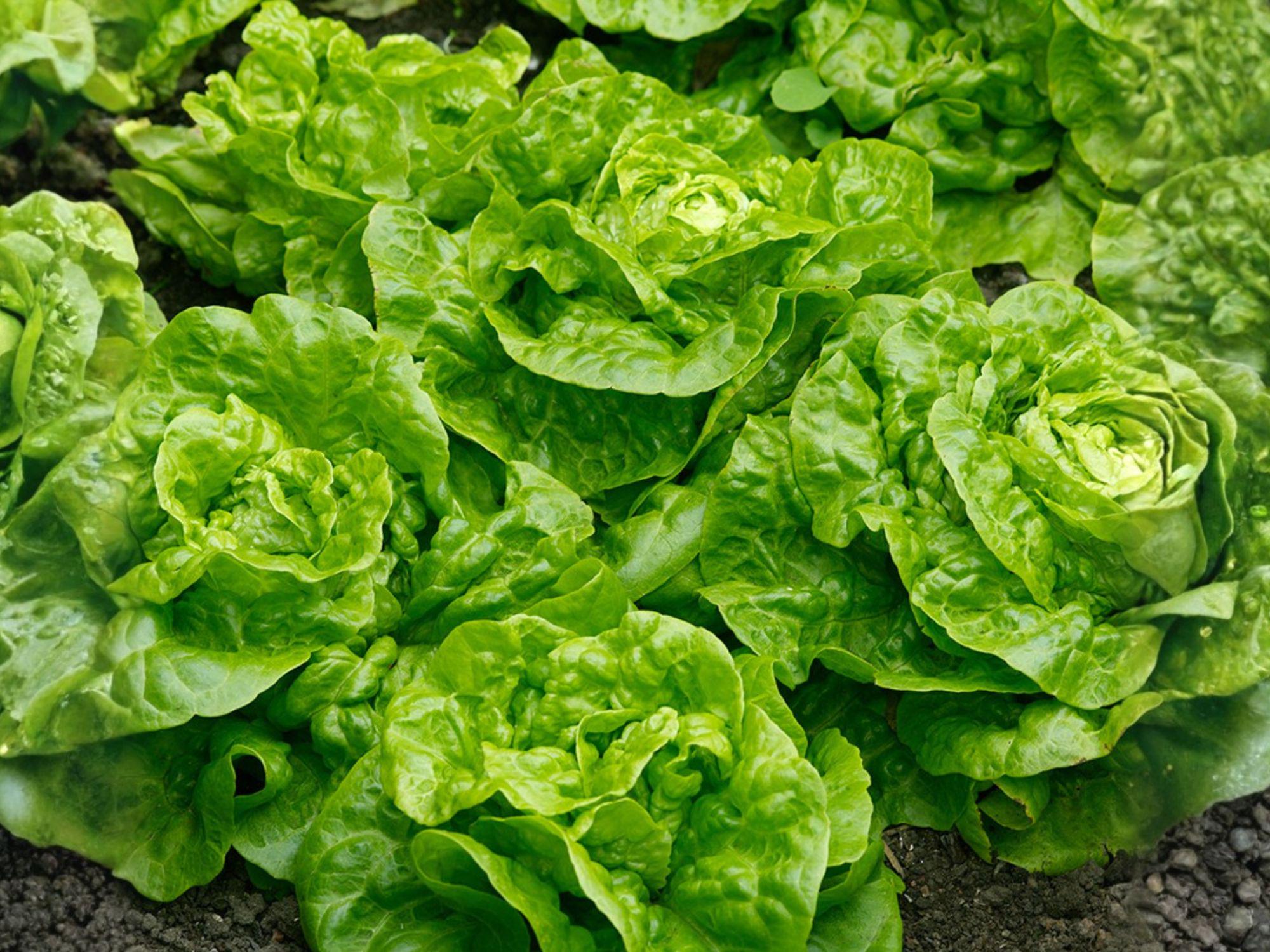 Tom Thumb Lettuce Seeds – Mini Butterhead, Heirloom Vegetable Seeds for Containers & Small Gardens