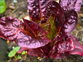 Heirloom Red Romaine Lettuce Seeds – 1000 Cos Salad Greens for Home Gardens, Containers, and Raised Beds