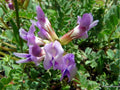 Twogroove Milkvetch Seeds (Astragalus bisulcatus) – 15 Native Drought-Tolerant Wildflower for Dry, Alkaline Soils