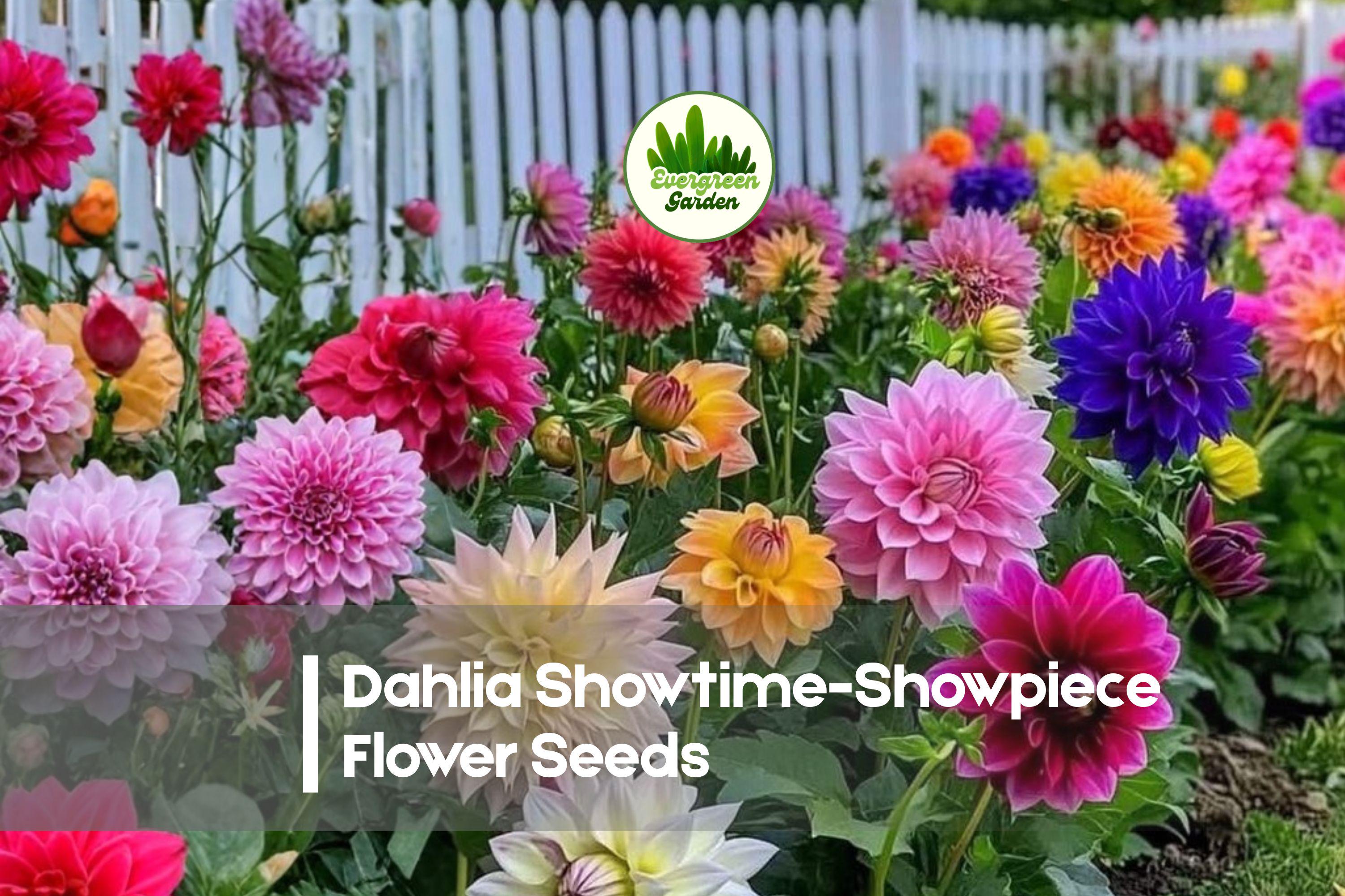 Dahlia Showtime Showpiece Flower Seeds – Large Bright Blooms, Ornamental Garden & Cut Flowers, Dahlia hybrid