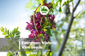 Evergreen Wisteria Vine Seeds, Pink Flowering Climber, Garden Landscape, Millettia reticulata, Climbing Plant for Trellises