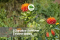 Zanzibar Safflower Seeds, 30 Mixed-Color Carthamus tinctorius Flower Seeds for Garden Beds & Cut Flowers