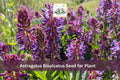 Astragalus bisulcatus Seeds | Twogroove Milkvetch | Native Wildflower for Gardens & Meadows | Drought-Tolerant Perennial