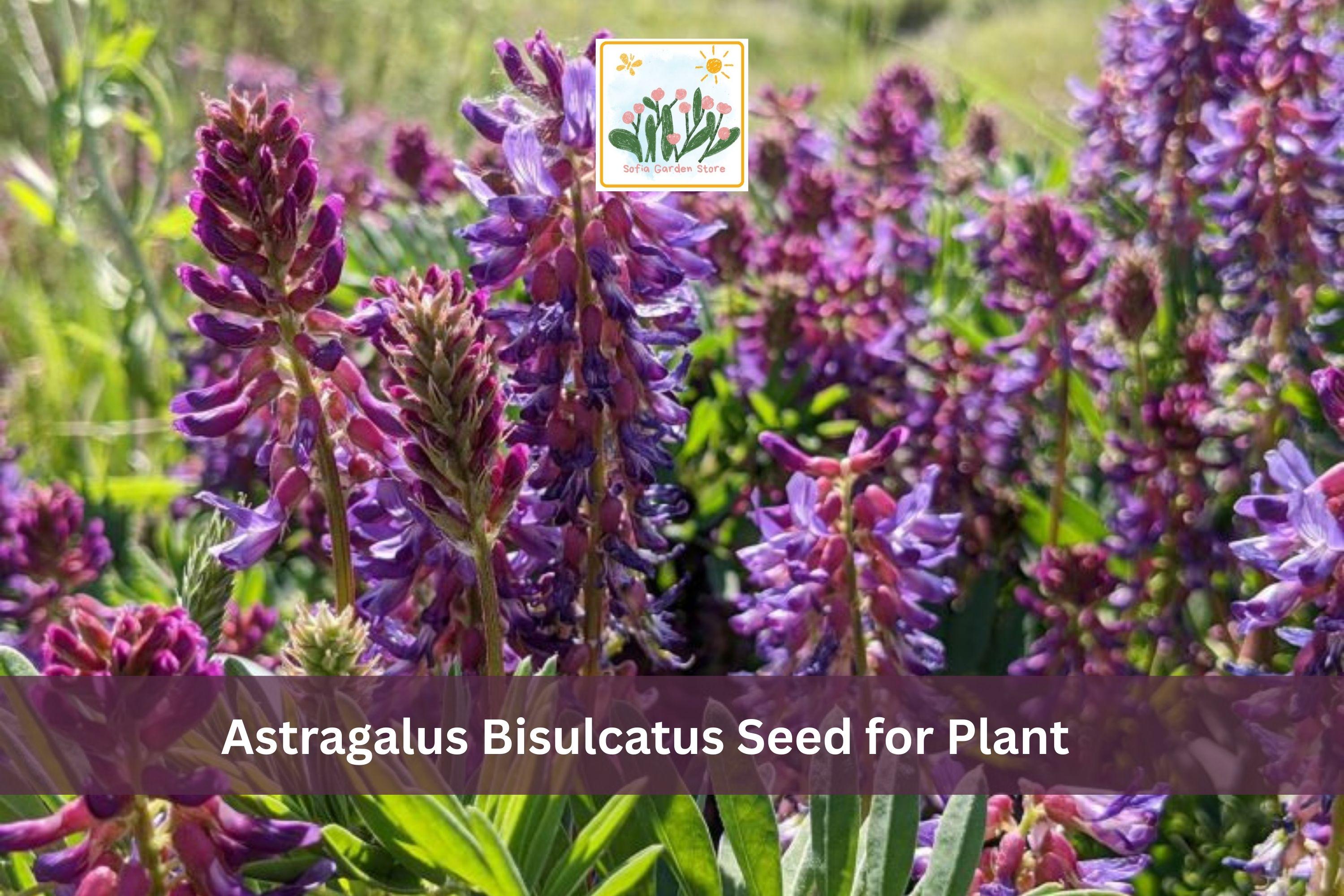 Astragalus bisulcatus Seeds | Twogroove Milkvetch | Native Wildflower for Gardens & Meadows | Drought-Tolerant Perennial