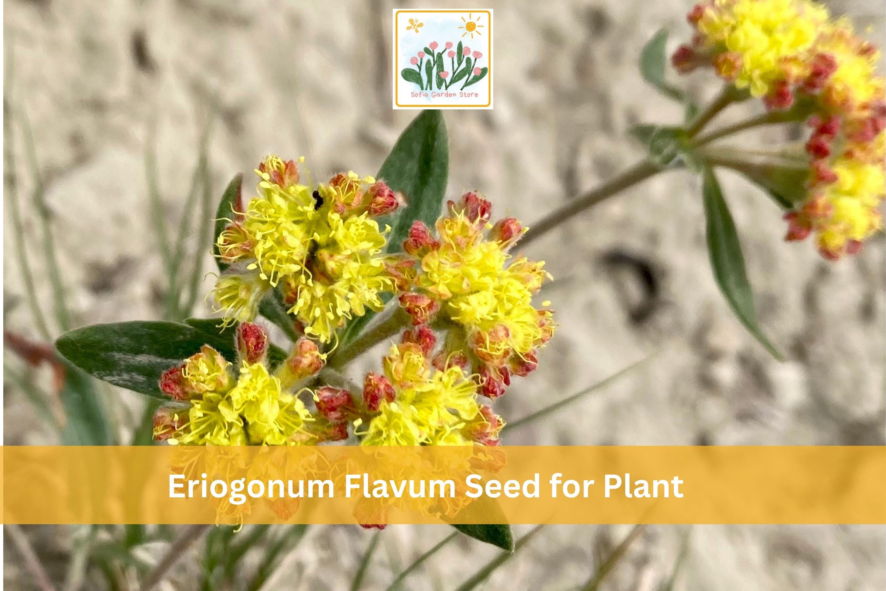 50 Eriogonum flavum Seeds | Golden Wild Buckwheat Native Perennial Wildflower for Drought Tolerant Gardens