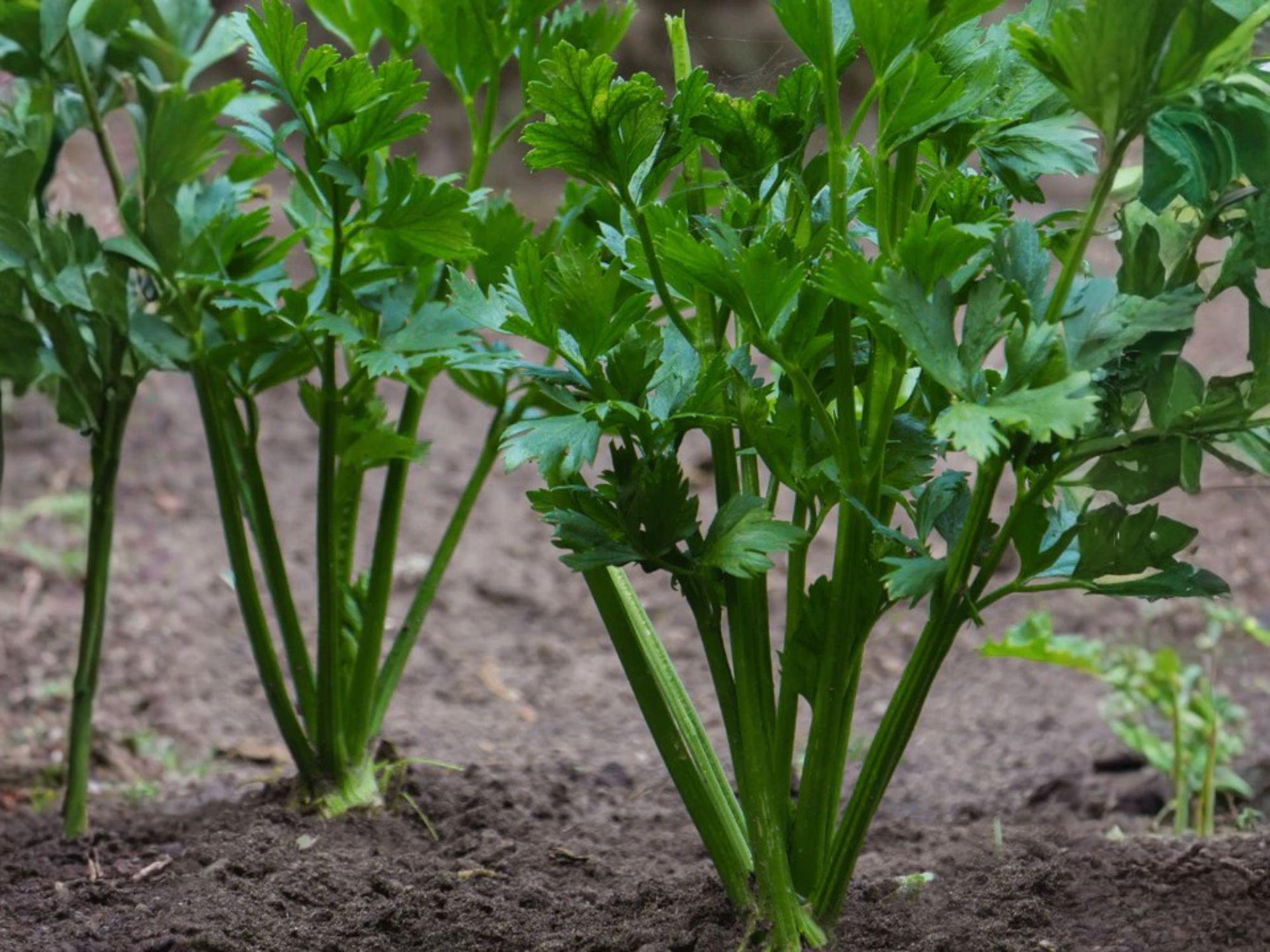 Chinese Celery Seeds 1000 Count | Kintsai Dark Green Garden Vegetable | Annual Plant for Home Gardens
