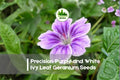 25+ Precision Purple and White Ivy Leaf Geranium Seeds, Pelargonium peltatum, Trailing Bi-Color Blooms for Hanging Baskets and Containers