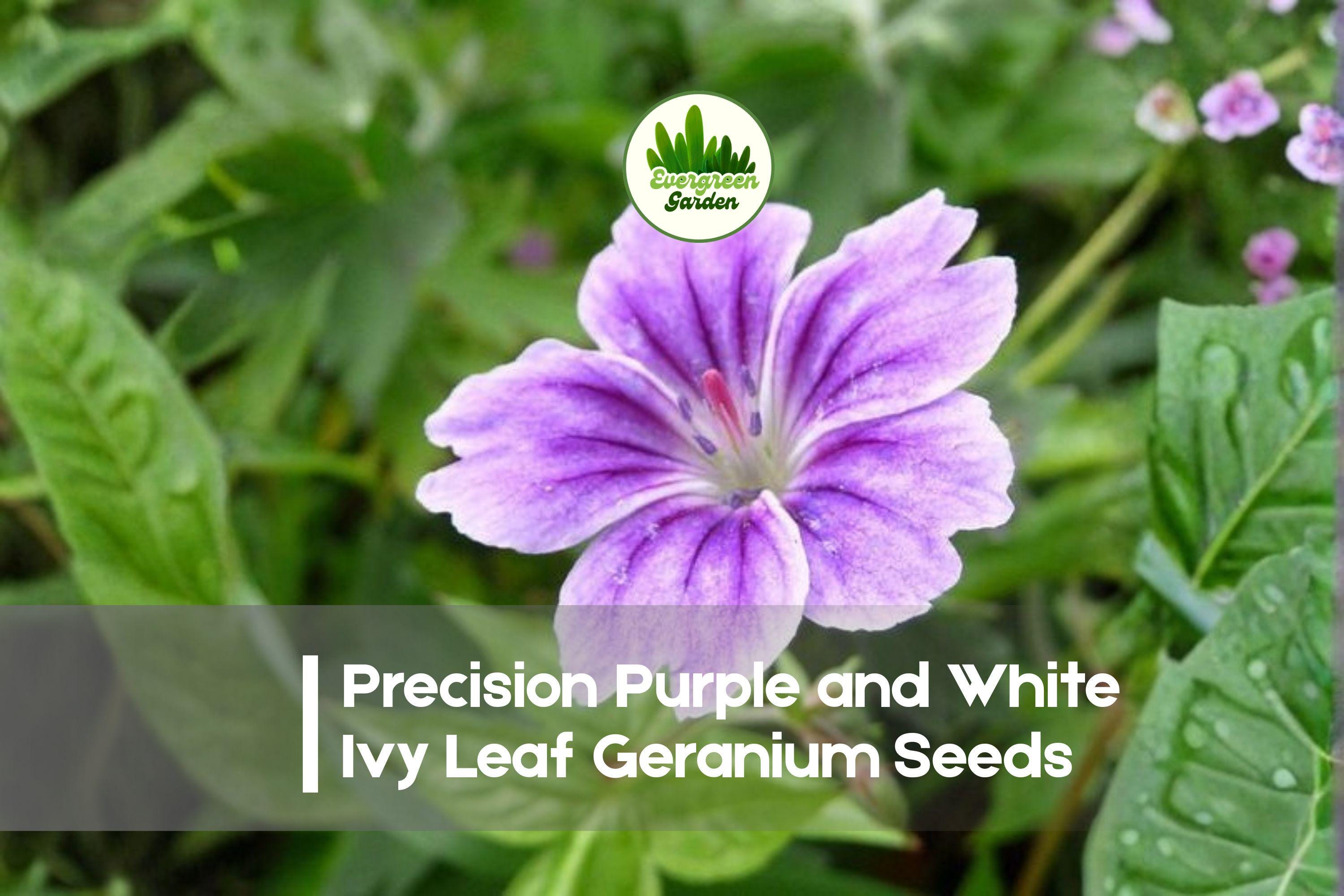 25+ Precision Purple and White Ivy Leaf Geranium Seeds, Pelargonium peltatum, Trailing Bi-Color Blooms for Hanging Baskets and Containers
