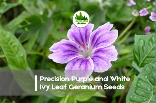 25+ Precision Purple and White Ivy Leaf Geranium Seeds, Pelargonium peltatum, Trailing Bi-Color Blooms for Hanging Baskets and Containers