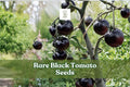 Black Tomato Seeds – 50+ Exotic Dark Solanum lycopersicum for Garden & Container Growing