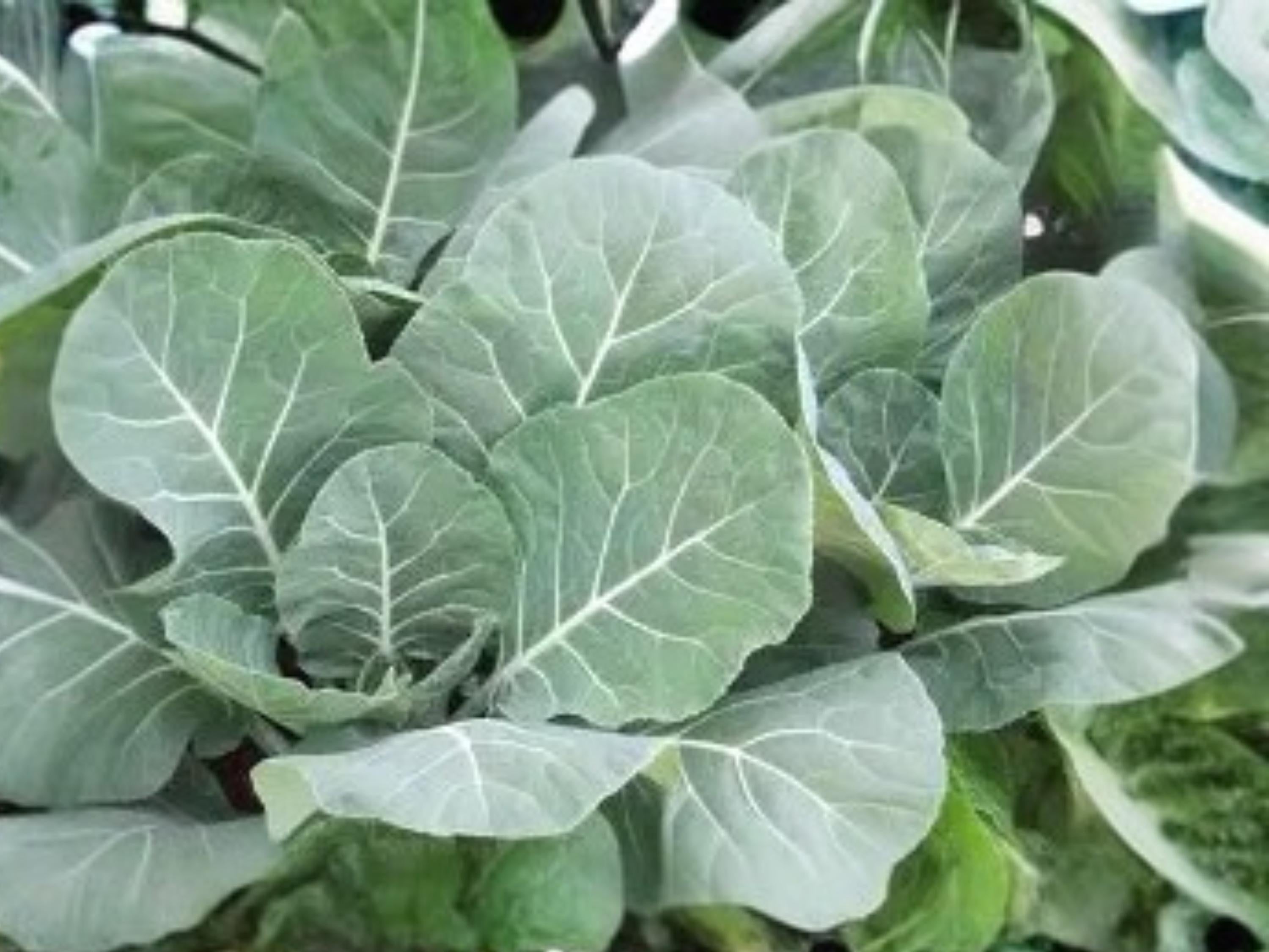 Champion Collards Seeds – Heirloom Southern Greens with Large Tender Leaves, Heat & Cold Tolerant, 500 Seeds