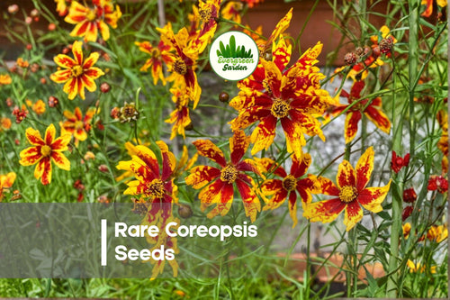 100 Rare Coreopsis Seeds - Bright Daisy-Like Blooms, Butterfly Attracting, Perennial Flower Seeds, Coreopsis species