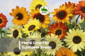 50 Mardi Gras Mix Sunflower Seeds - Helianthus annuus, Vibrant Multi-Color Blooms, Tall, Easy to Grow, Pollinator & Cut Flower Garden Seeds