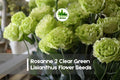 20 Rosanne 2 Clear Green Lisianthus Flower Seeds - Premium Pelleted Eustoma grandiflorum for Bouquets & Garden Beds