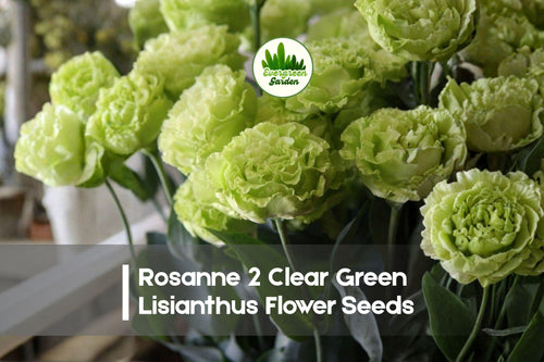 20 Rosanne 2 Clear Green Lisianthus Flower Seeds - Premium Pelleted Eustoma grandiflorum for Bouquets & Garden Beds