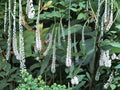 Veronicastrum virginicum Culver’s Root Seeds | Native Perennial Wildflower for Pollinators & Prairie Gardens