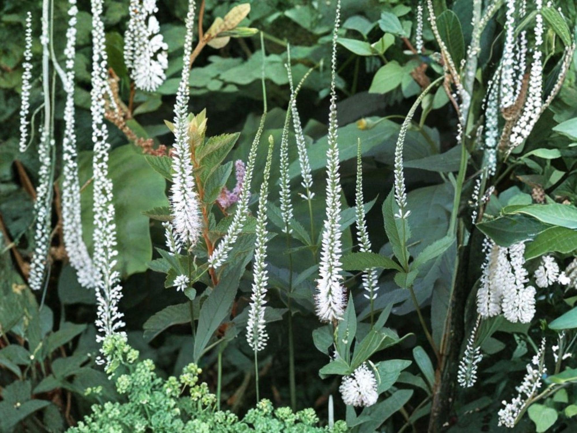 Veronicastrum virginicum Culver’s Root Seeds | Native Perennial Wildflower for Pollinators & Prairie Gardens