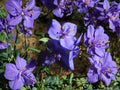 Tradescantia occidentalis Western Spiderwort Seeds – Native Perennial Wildflower for Pollinator Gardens, Violet-Blue Blooms, Drought Tolerant