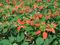 Euphorbia cyathophora Fire-on-the-Mountain Seeds – Native Annual Wildflower with Red and White Foliage, Drought Tolerant, 10 Seeds