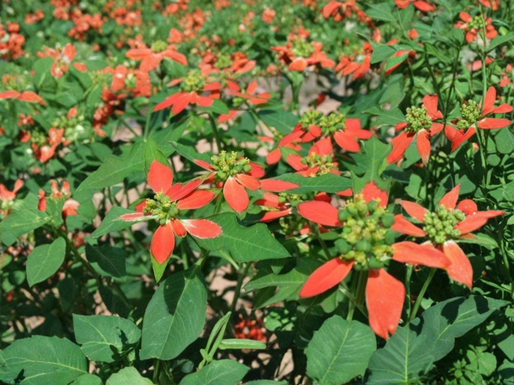 Euphorbia cyathophora Fire-on-the-Mountain Seeds – Native Annual Wildflower with Red and White Foliage, Drought Tolerant, 10 Seeds